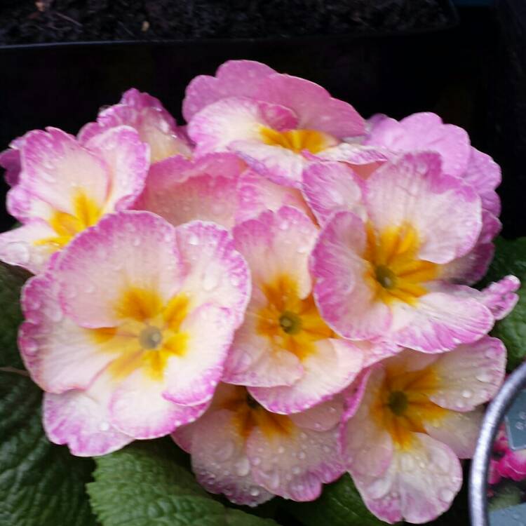 plant image 634091