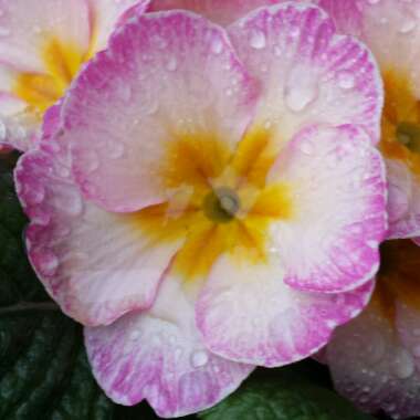 Primula acaulis 'Lipstick'