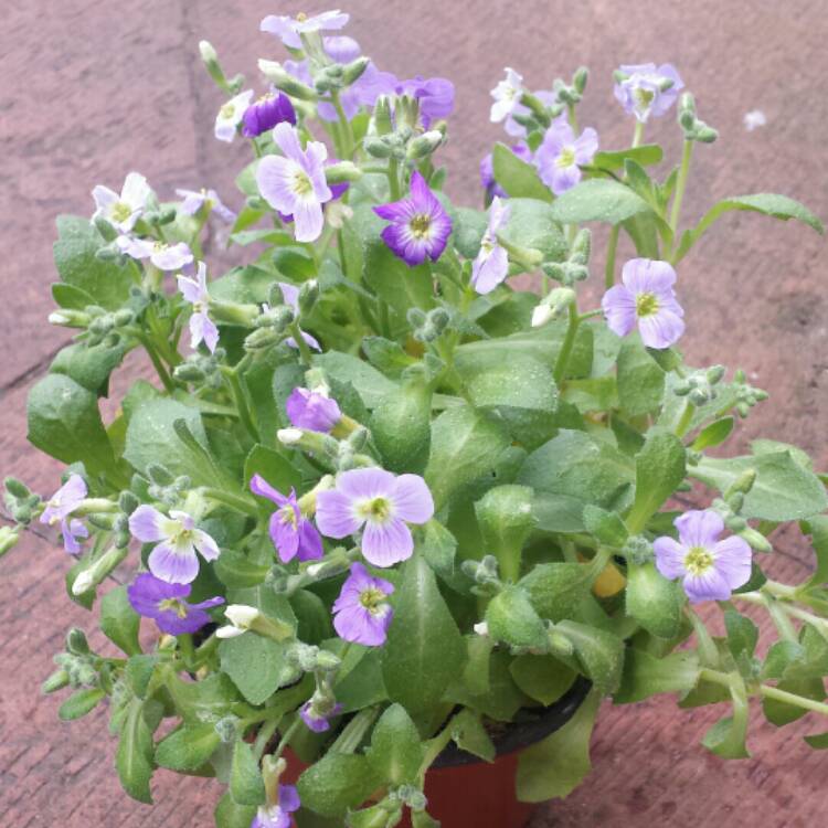 plant image 637493