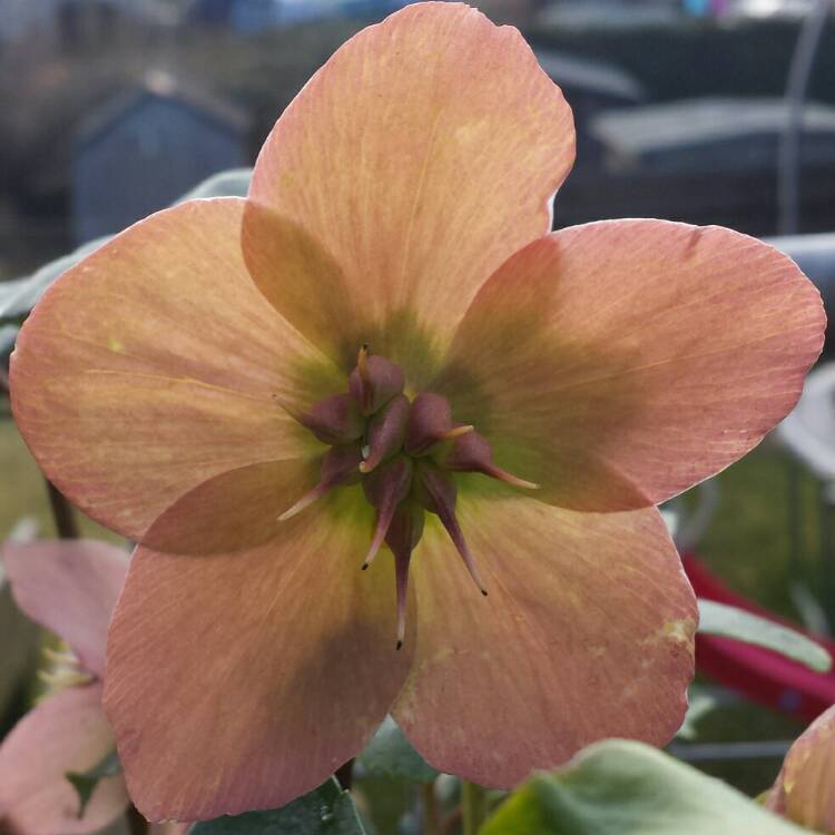 plant image 642854 plant image 642854