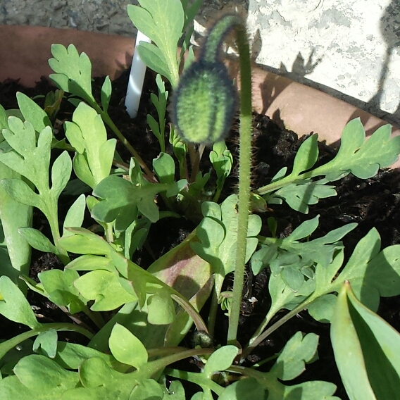 plant image 646069 plant image 646069