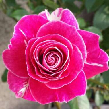 Rosa 'Paul's Scarlet'