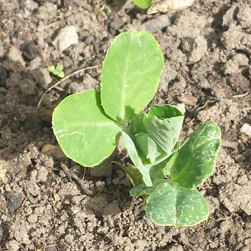 plant image 670955 plant image 670955