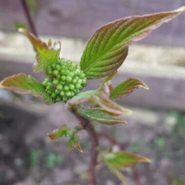 Cornus alba 'Sibirica'