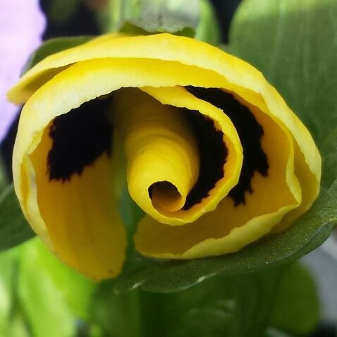 plant image 674511 plant image 674511