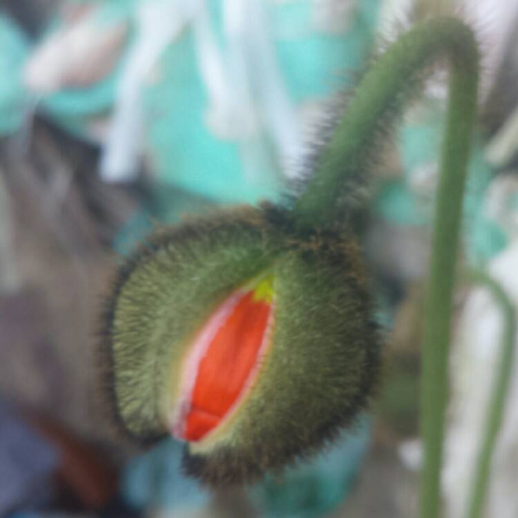 plant image 675231 plant image 675231