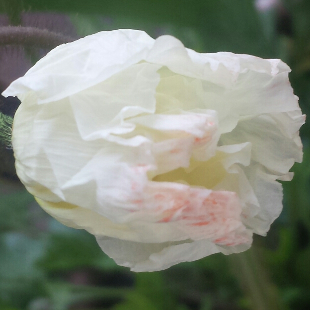plant image 675234 plant image 675234