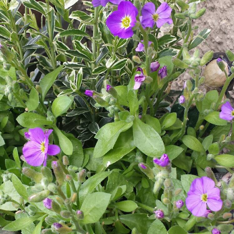 plant image 675299