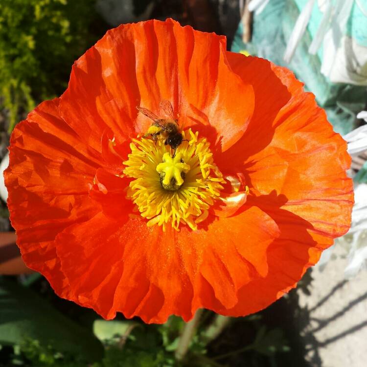 plant image 679424 plant image 679424