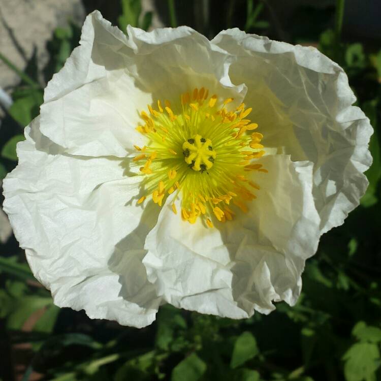 plant image 679427 plant image 679427