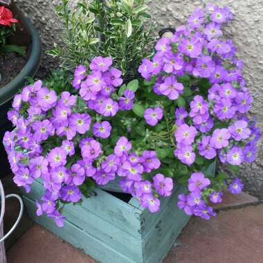 Aubrieta