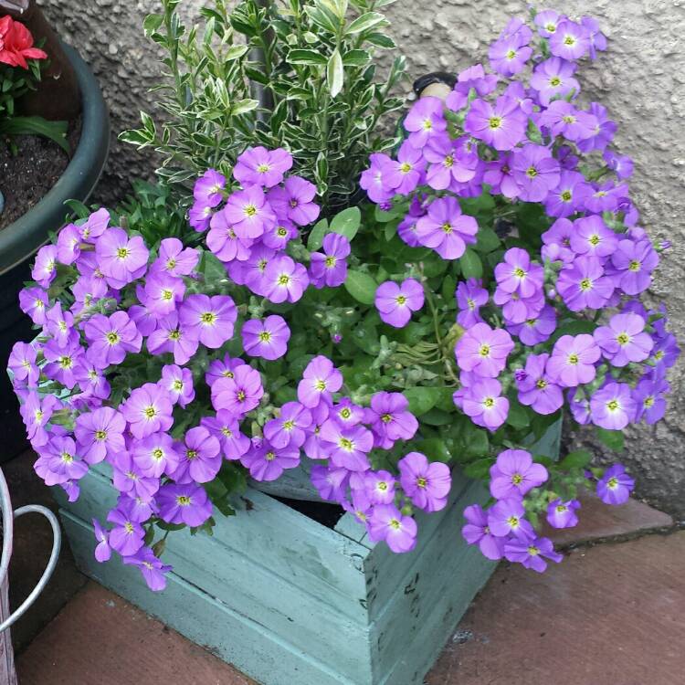 plant image 687092