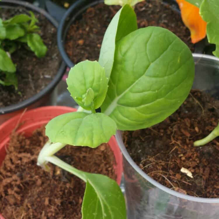 plant image 688883