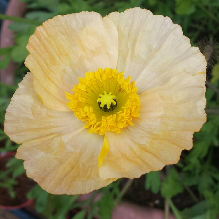 plant image 688902 plant image 688902