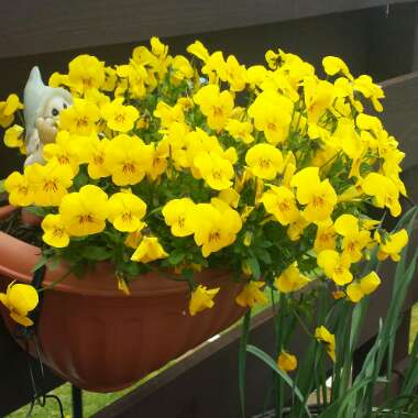Viola x wittrockiana