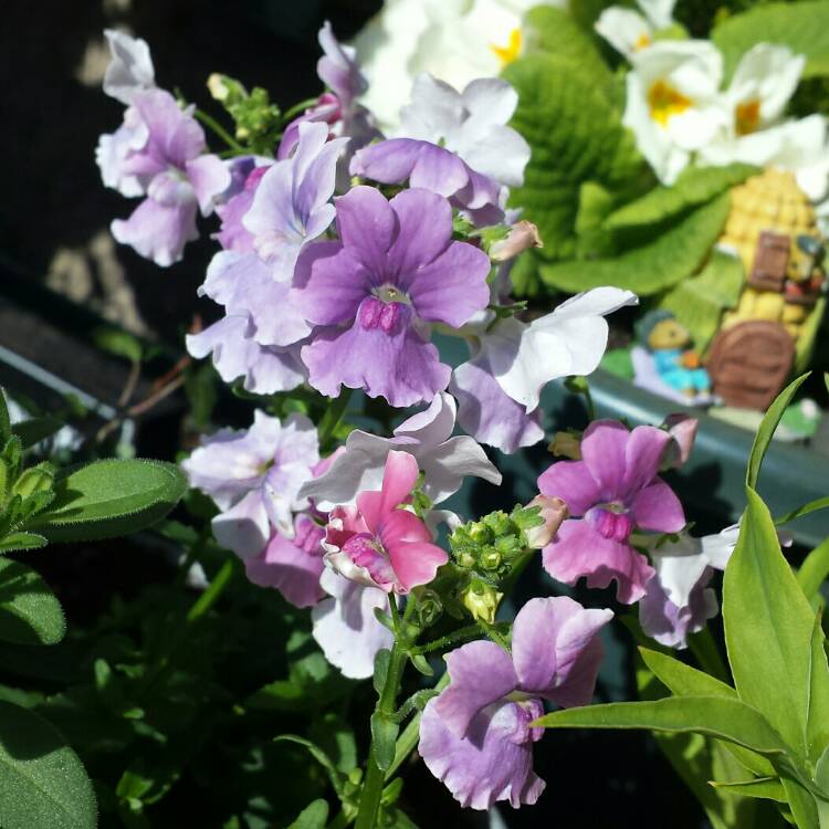 Plant image Nemesia 'Mirabelle'