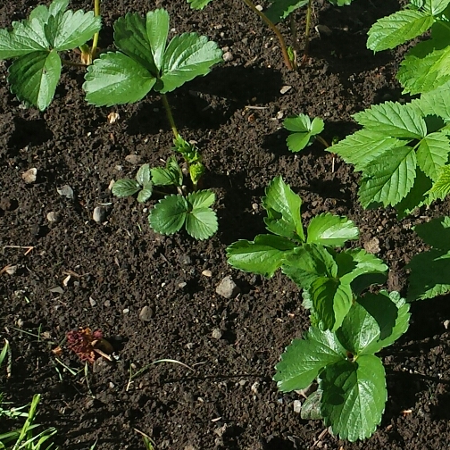 plant image 697057 plant image 697057