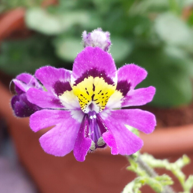 plant image 721655 plant image 721655