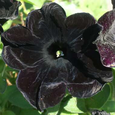 Petunia 'Black Velvet'