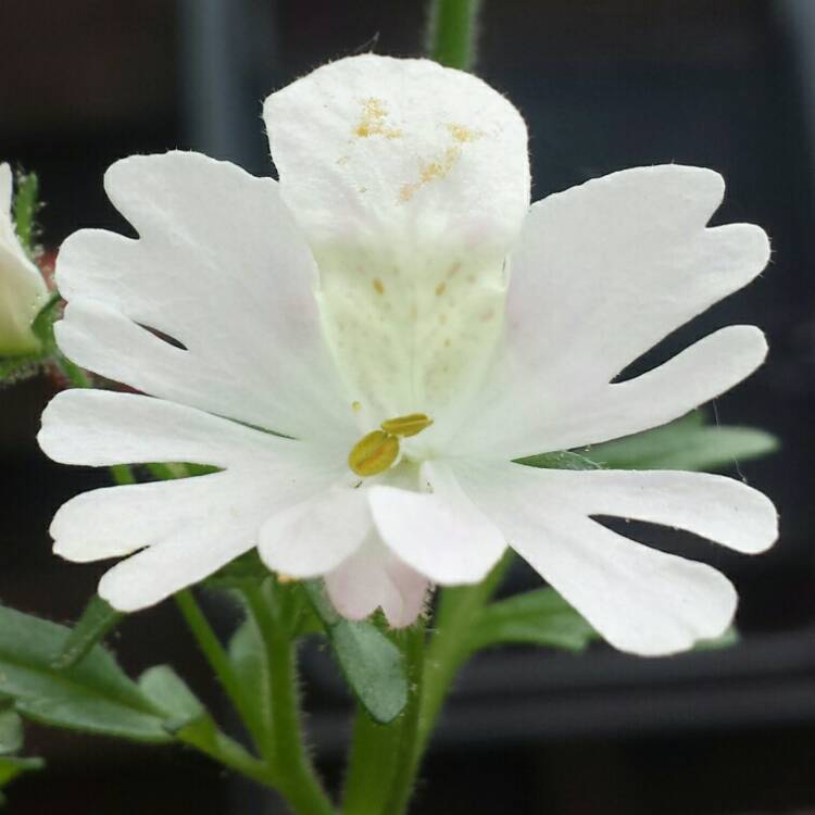 plant image 722649 plant image 722649