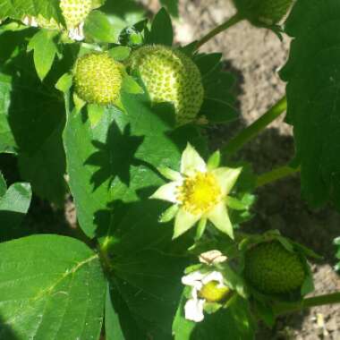 Fragaria x ananassa