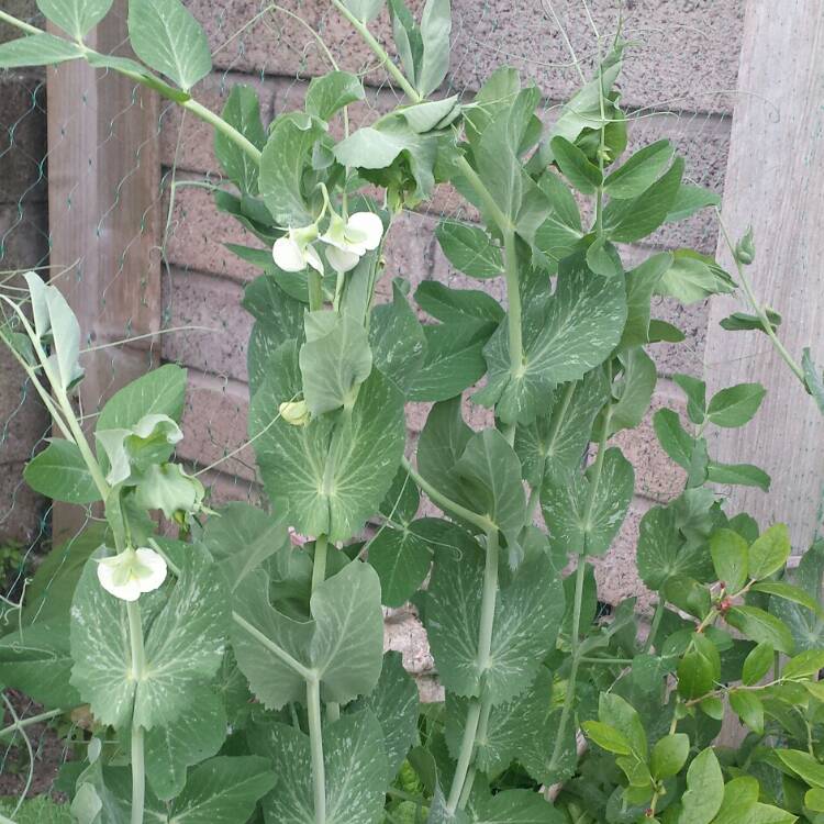 plant image 732450 plant image 732450