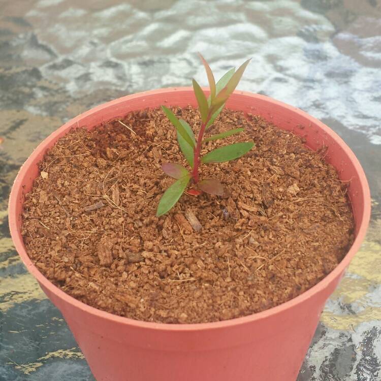 Plant image Callistemon Rigidus
