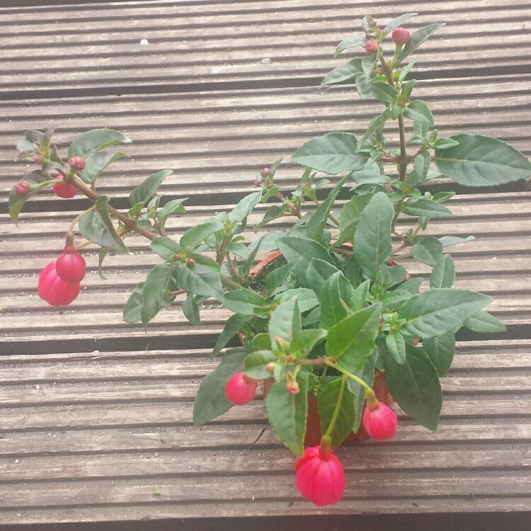 plant image 743894