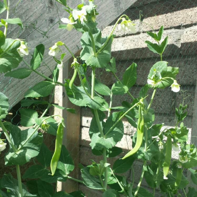 plant image 750761 plant image 750761