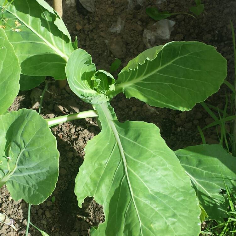 plant image 750774