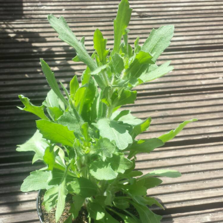 plant image 750777 plant image 750777
