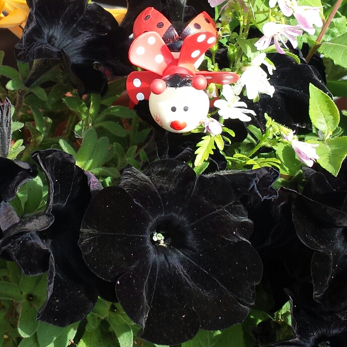 plant image 750869