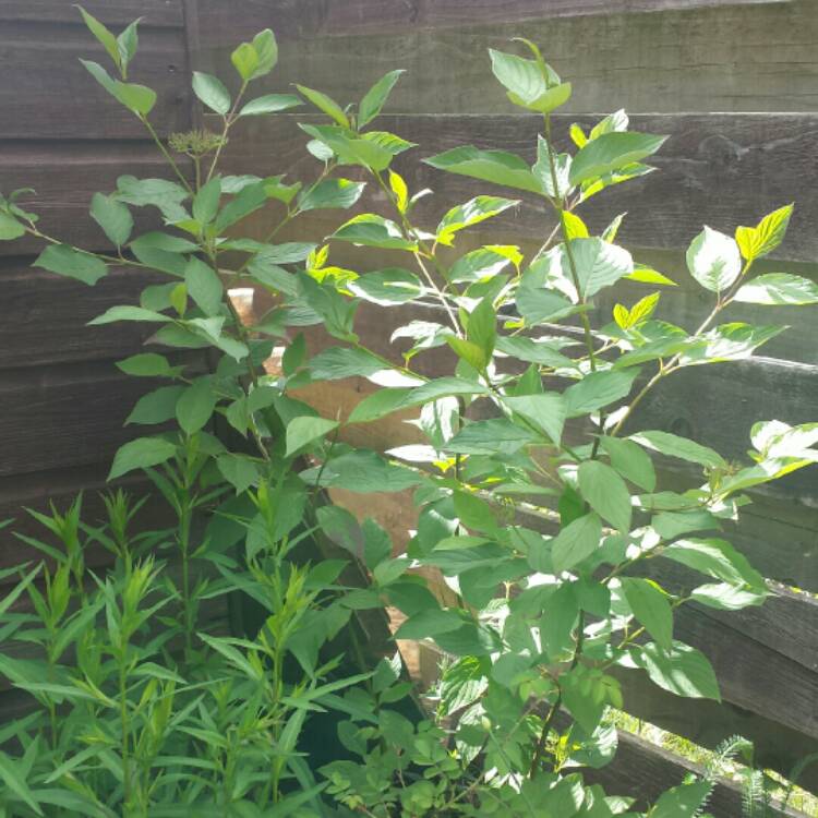 plant image 755384