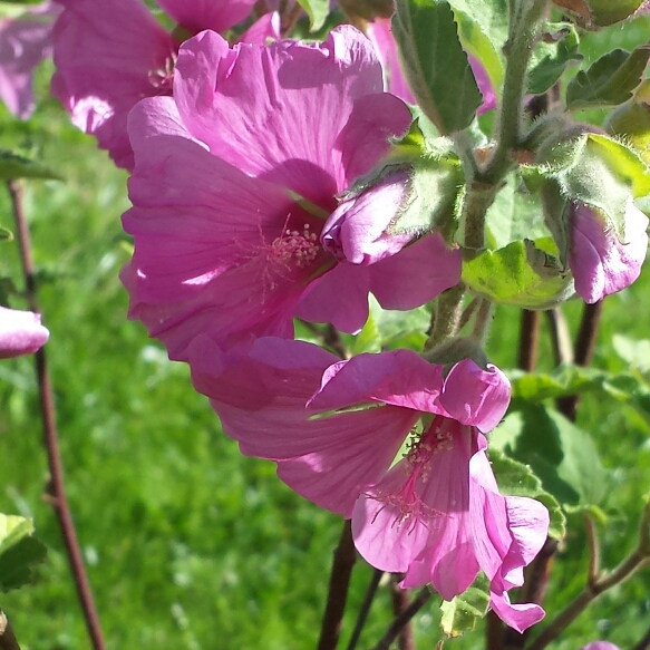 Plant image Lavatera x clementii 'Rosea'