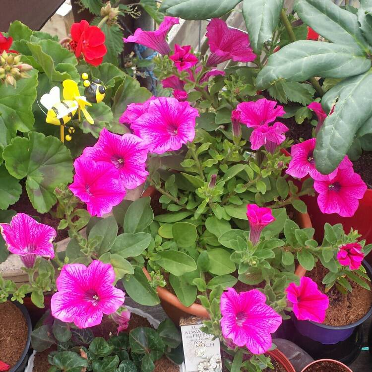 plant image 765096 plant image 765096