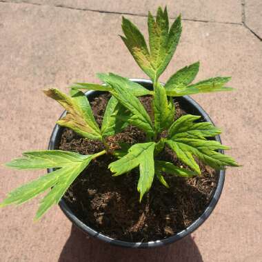 Paeonia delavayi var. delavayi f. lutea syn. Paeonia lutea