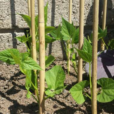 Phaseolus Vulgaris 'Isabel'