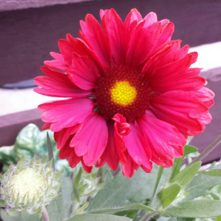 plant image 778716 plant image 778716