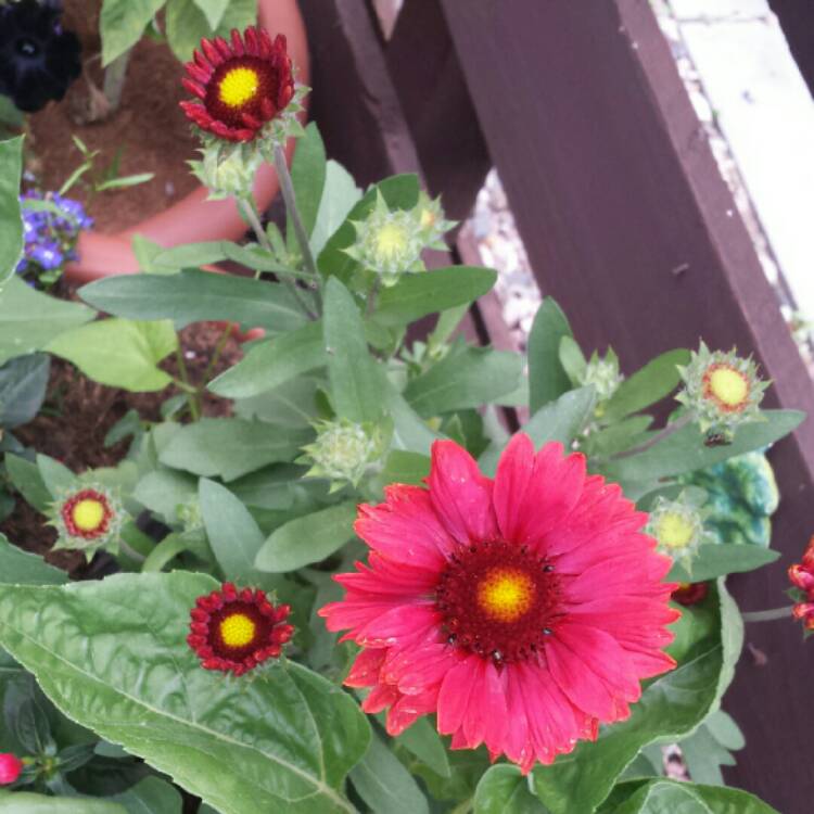 Plant image Gaillardia