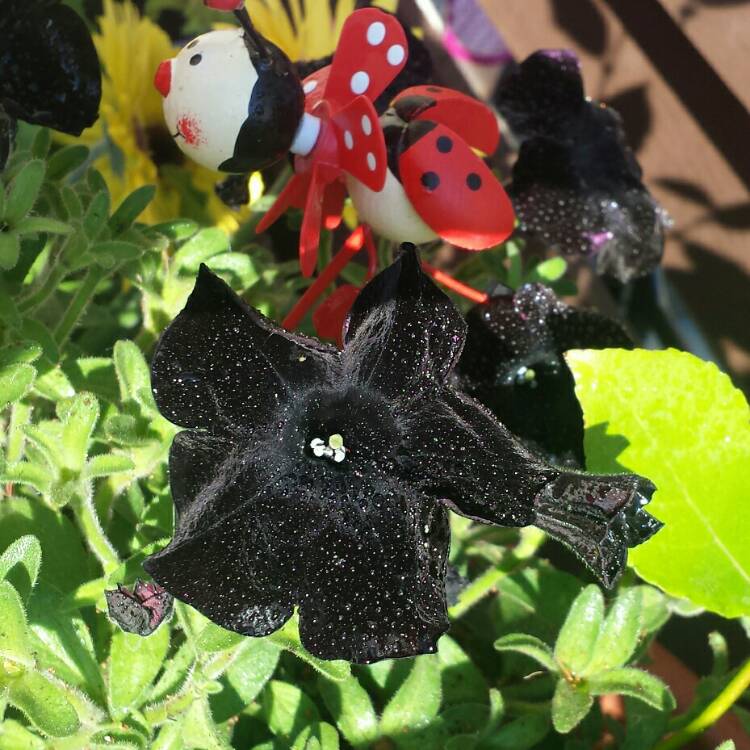 plant image 790744