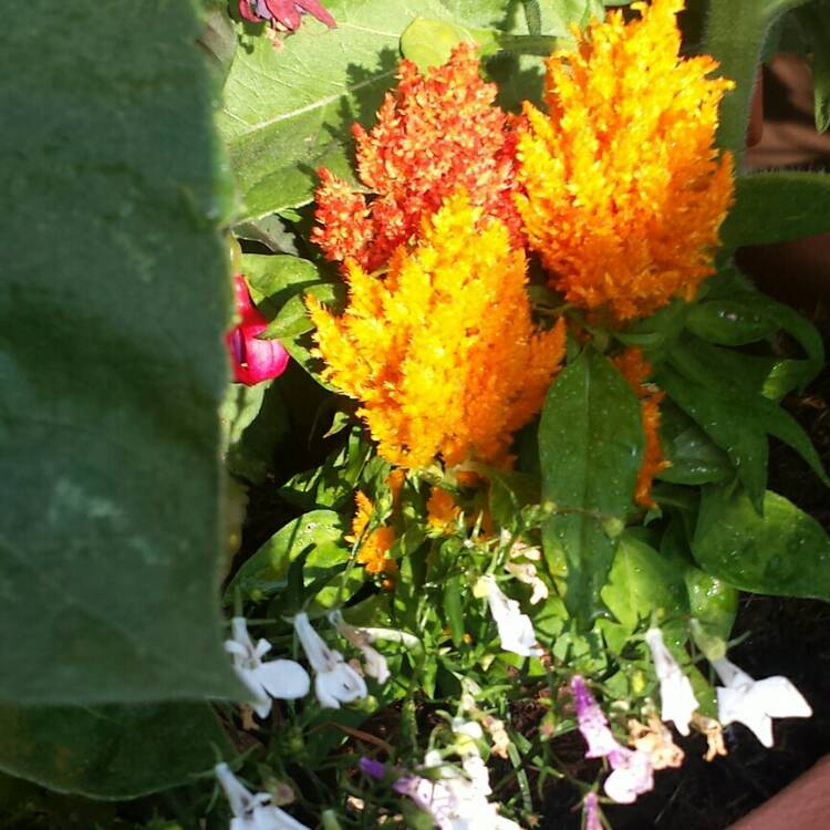 plant image 790759