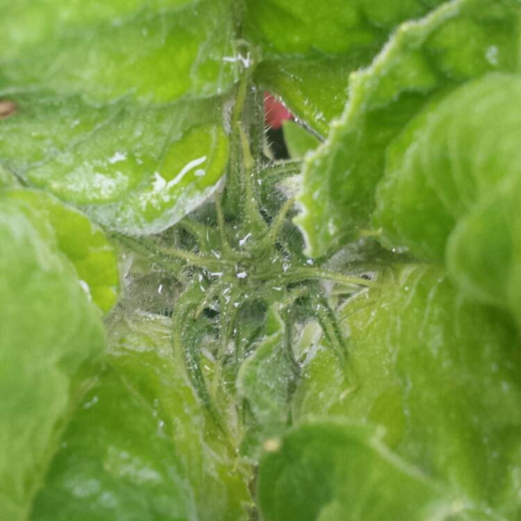 plant image 792303