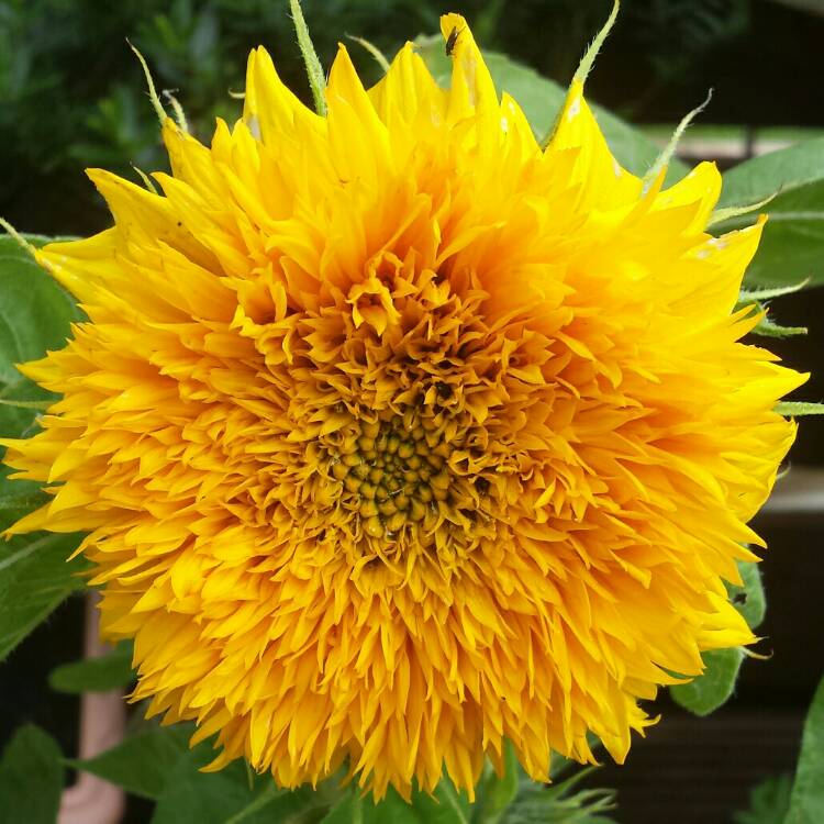 plant image 818783