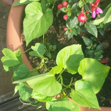Ipomoea tricolor 'Heavenly Blue'