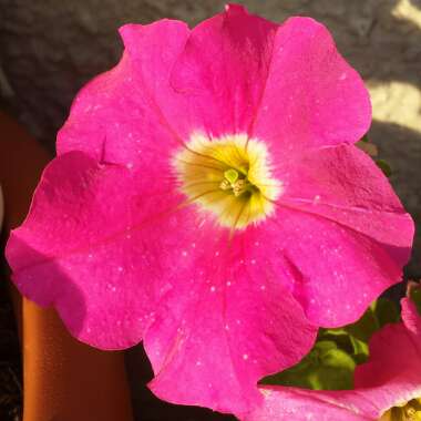 Petunia
