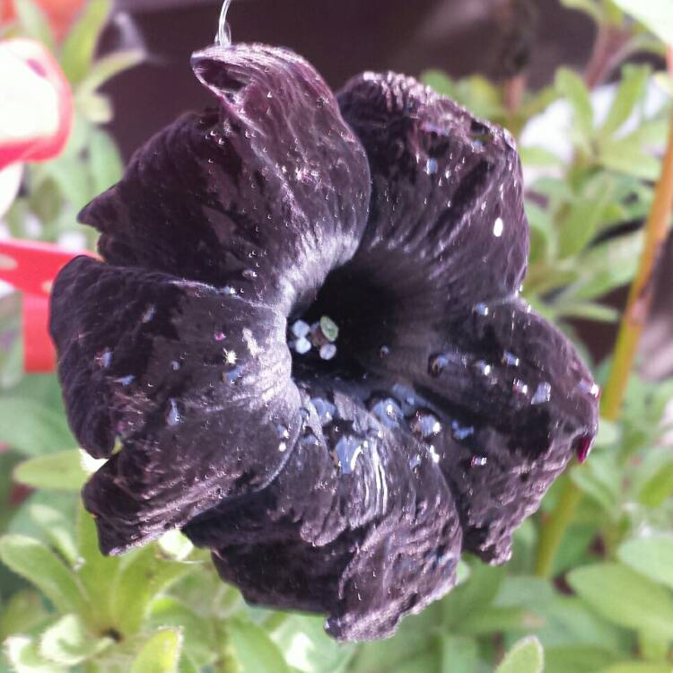 plant image 820601