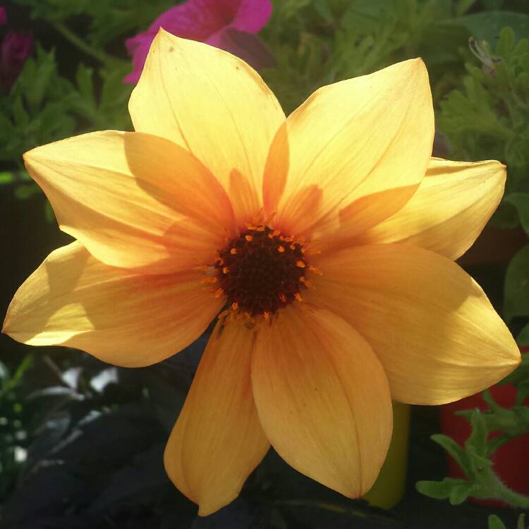 plant image 822387 plant image 822387