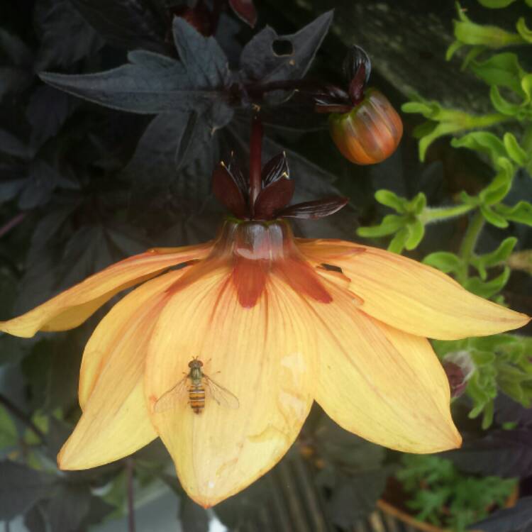plant image 823769 plant image 823769