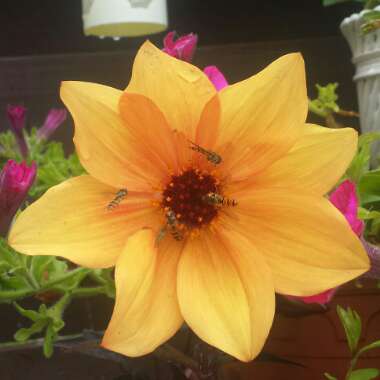 Dahlia 'Hamspirit' syn. Dahlia 'Mystic Spirit', Dahlia 'Best Bett'