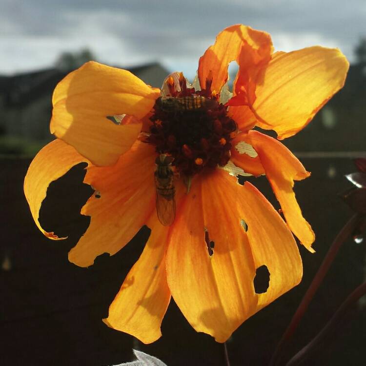 plant image 827356 plant image 827356